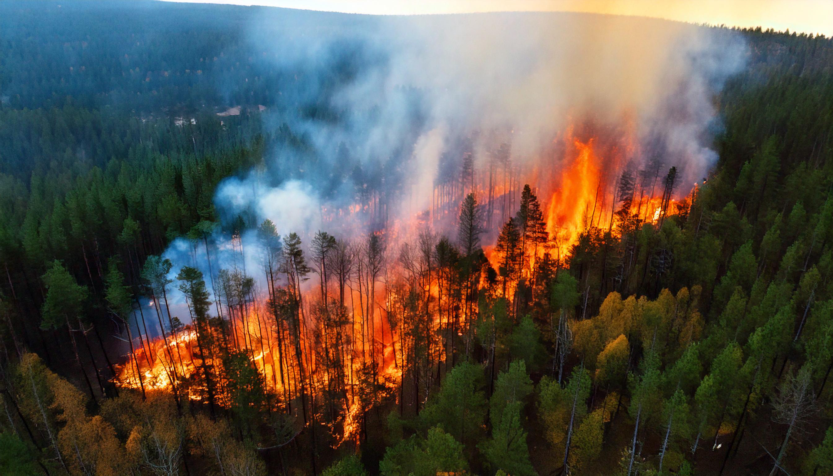 wildfire burning through forest