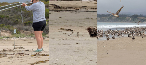 Snowy Plover Chicks at the beach
