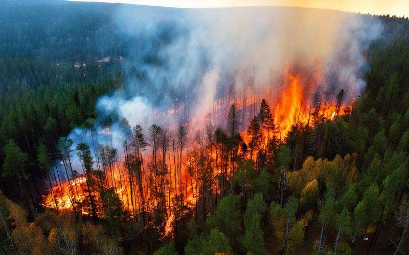 wildfire burning through forest